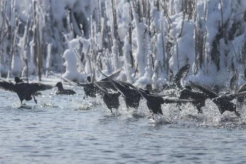 Eurasian coot  in winter Stock Photos