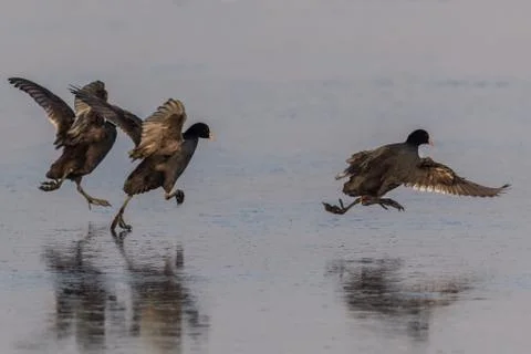 Eurasian coot  in winter Stock Photos