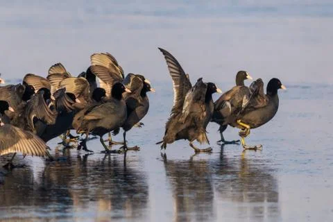 Eurasian coot  in winter Stock Photos