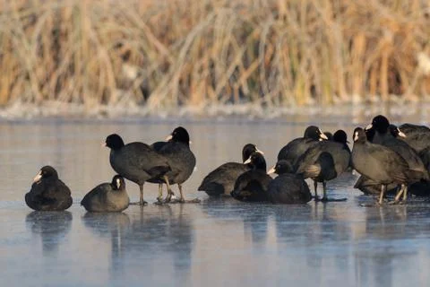 Eurasian coot  in winter Stock Photos