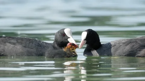 Eurasian Coots and Chick Interacting on a Lake - 4K Slow Motion Wildlife Footage Stock Footage 337497079