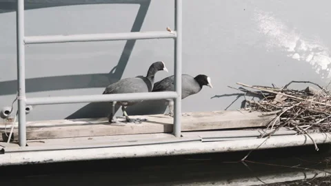 Eurasian coots build nest on boat and preens feathers Stock Footage