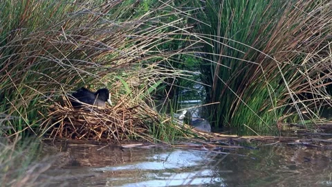 Eurasian Coots building a nest  Stock Footage 221511644