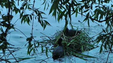 Eurasian coots fixing up the nest. Stock Footage 155494494