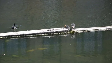 Eurasian coots Stock Footage 90292733