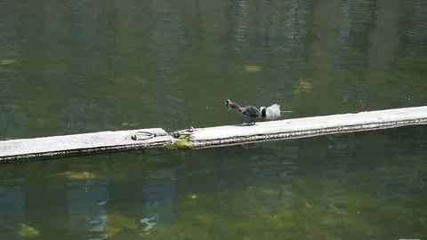 Eurasian coots Stock Footage 90293502