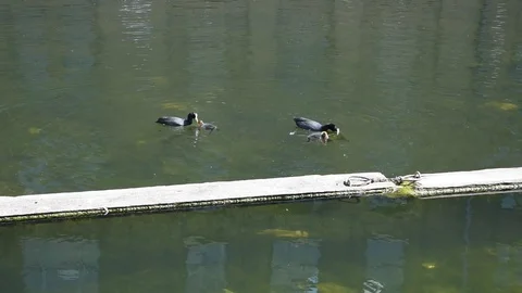Eurasian coots Stock Footage 90298964