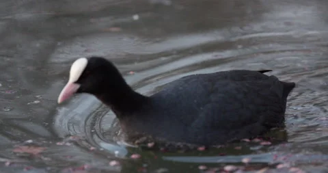 Eurasian Coots Video stock 266165191