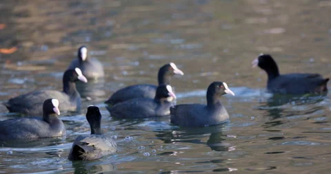 Eurasian Coots Stock Footage 266165482