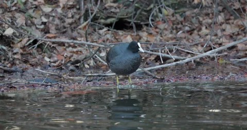 Eurasian Coots Stock Footage 266165511