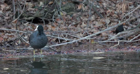 Eurasian Coots Stock Footage 266165787