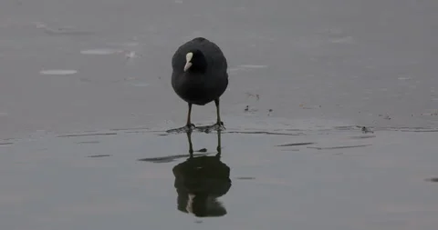 Eurasian Coots Stock Footage 266166095