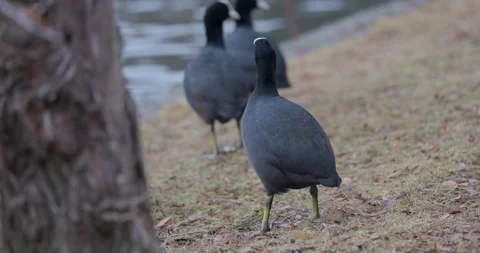 Eurasian Coots Stock Footage 266166187