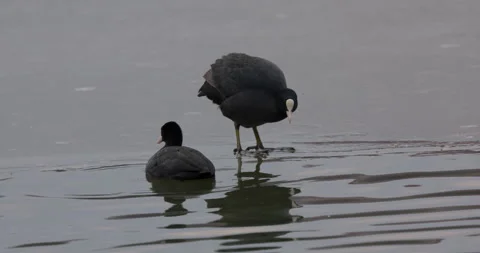 Eurasian Coots Stock Footage 266166232