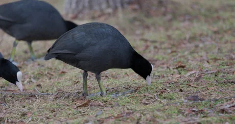 Eurasian Coots Stock Footage 266166937