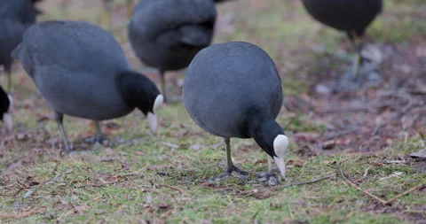 Eurasian Coots Stock Footage 266167266