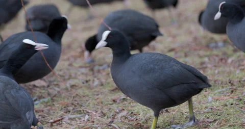 Eurasian Coots Stock Footage 266167498