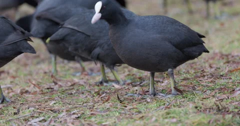 Eurasian Coots Stock Footage 266168064