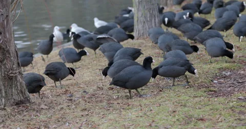 Eurasian Coots Stock Footage 266168236