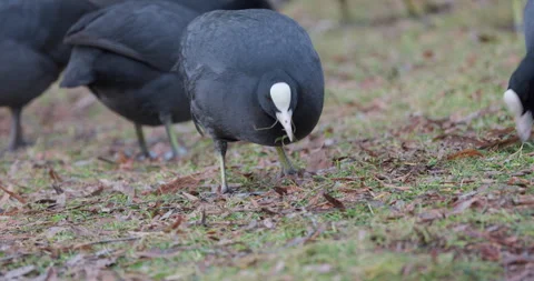 Eurasian Coots Stock Footage 266168237