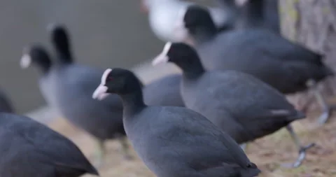 Eurasian Coots Stock Footage 266168331