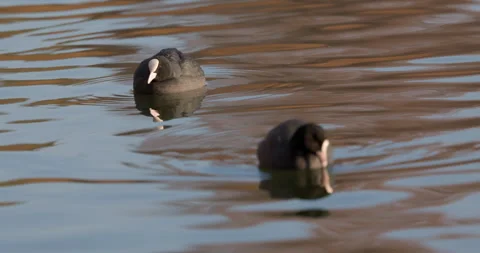 Eurasian Coots Stock Footage 266168902