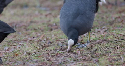 Eurasian Coots Stock Footage 266169016