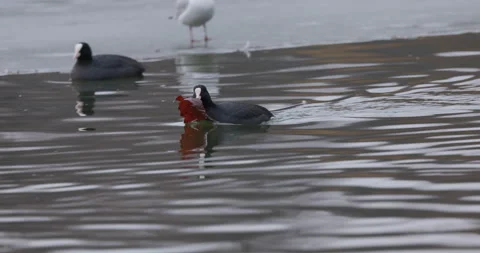 Eurasian Coots Stock Footage 266169157