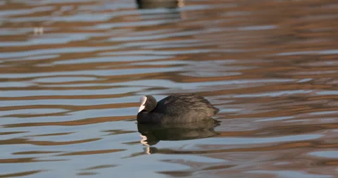 Eurasian Coots Stock Footage 266169306