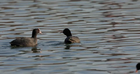 Eurasian Coots Stock Footage 266169548