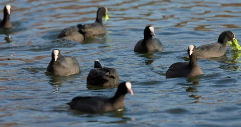 Eurasian Coots Stock Footage 266169633