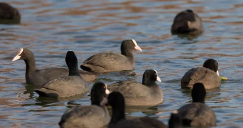 Eurasian Coots Stock Footage 266169926