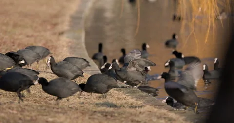 Eurasian Coots Stock Footage 266170633