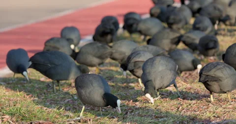 Eurasian Coots Stock Footage 266170732