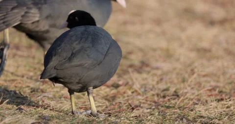 Eurasian Coots Stock Footage 266170886