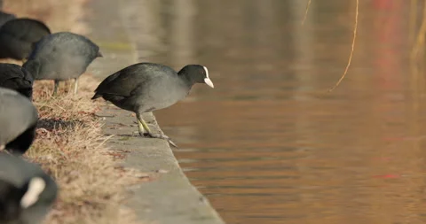 Eurasian Coots Stock Footage 266171174