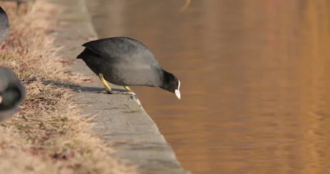 Eurasian Coots Stock Footage 266171394