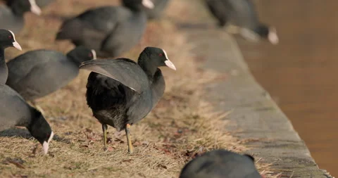 Eurasian Coots Stock Footage 266171838