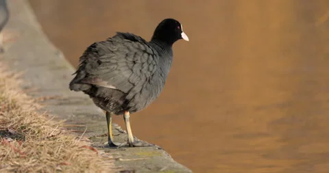 Eurasian Coots Stock Footage 266172146