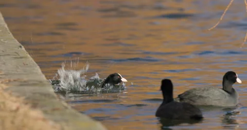 Eurasian Coots Stock Footage 266172149
