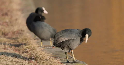 Eurasian Coots Stock Footage 266172743