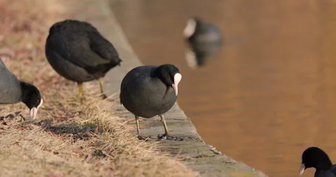 Eurasian Coots Stock Footage 266173273