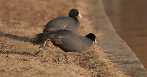 Eurasian Coots Stock Footage 266174848