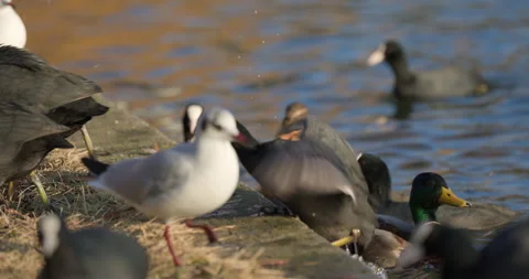 Eurasian Coots Stock Footage 266175605