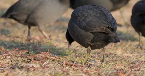 Eurasian Coots Stock Footage 266175956