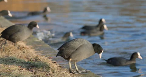 Eurasian Coots Stock Footage 266176336