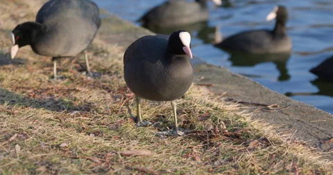 Eurasian Coots Stock Footage 266176416