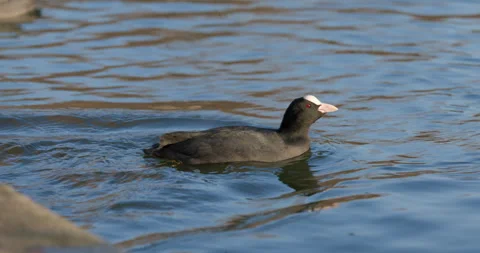 Eurasian Coots Stock Footage 266176778