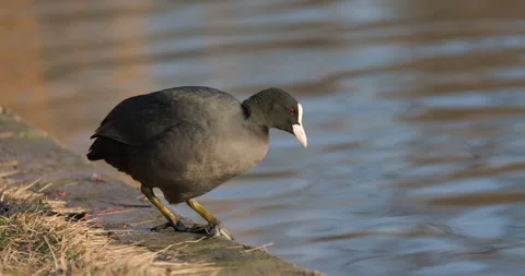 Eurasian Coots Stock Footage 266176862