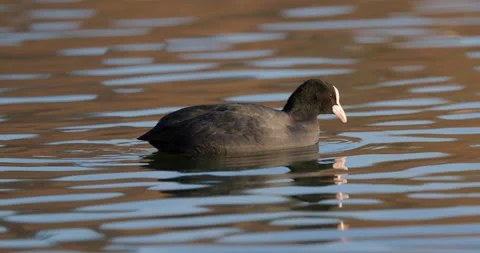 Eurasian Coots Stock Footage 266177284